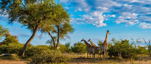 Voyage en afrique du sud : charlene fait son grand retour